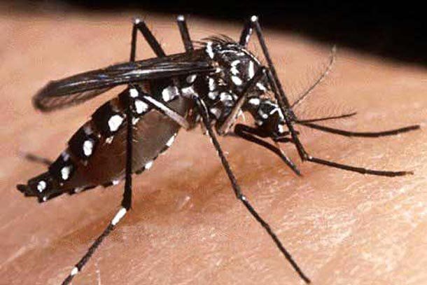 Alerta por situación de dengue en diferentes países limítrofes