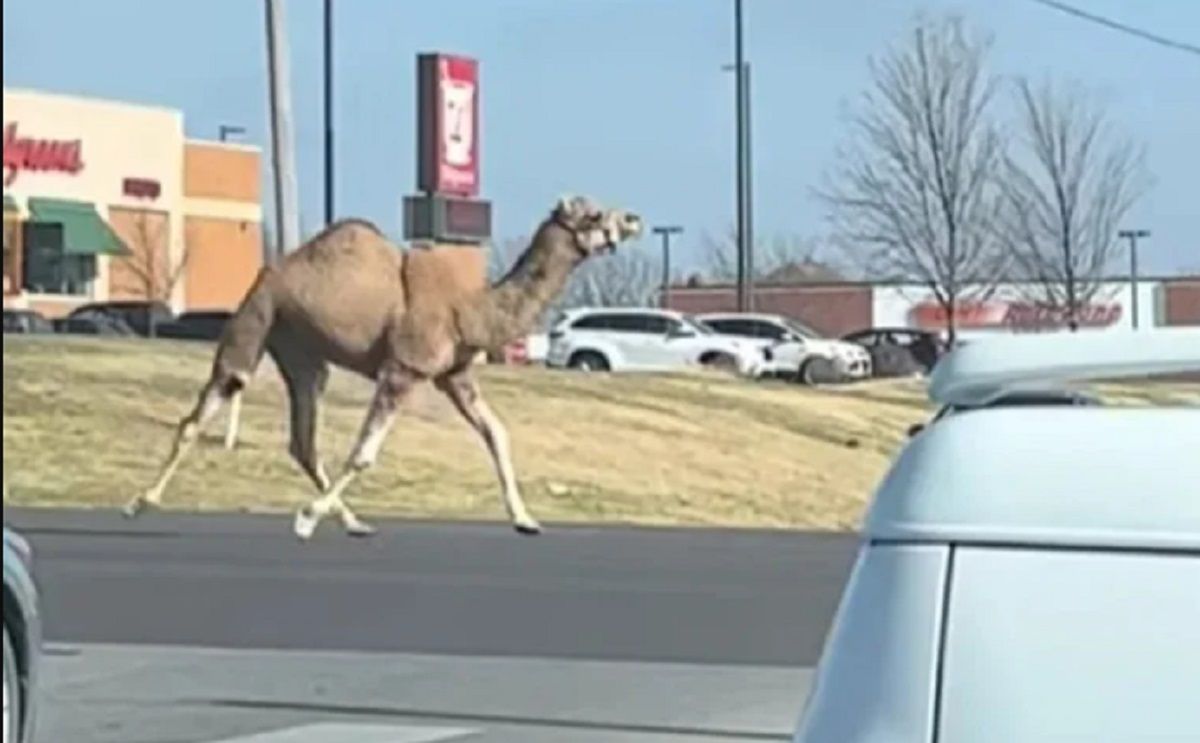 Un camello en fuga: tuvo que ser perseguido por la policía