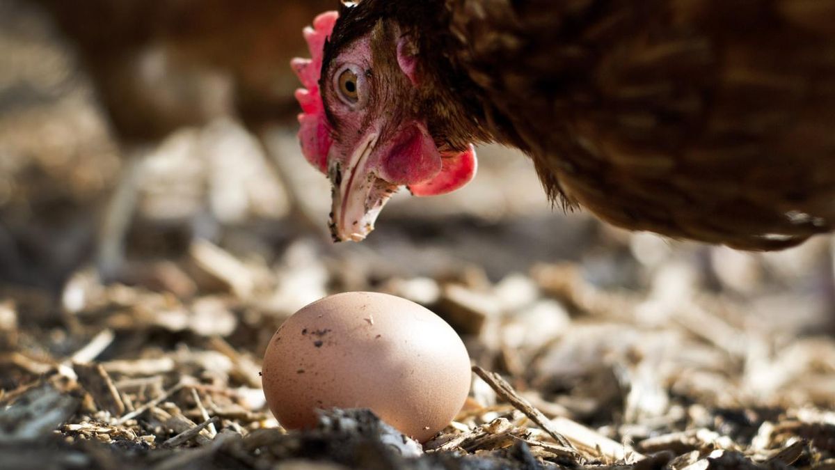 ¿quién Apareció Primero El Huevo O La Gallina Te Vas A Sorprender