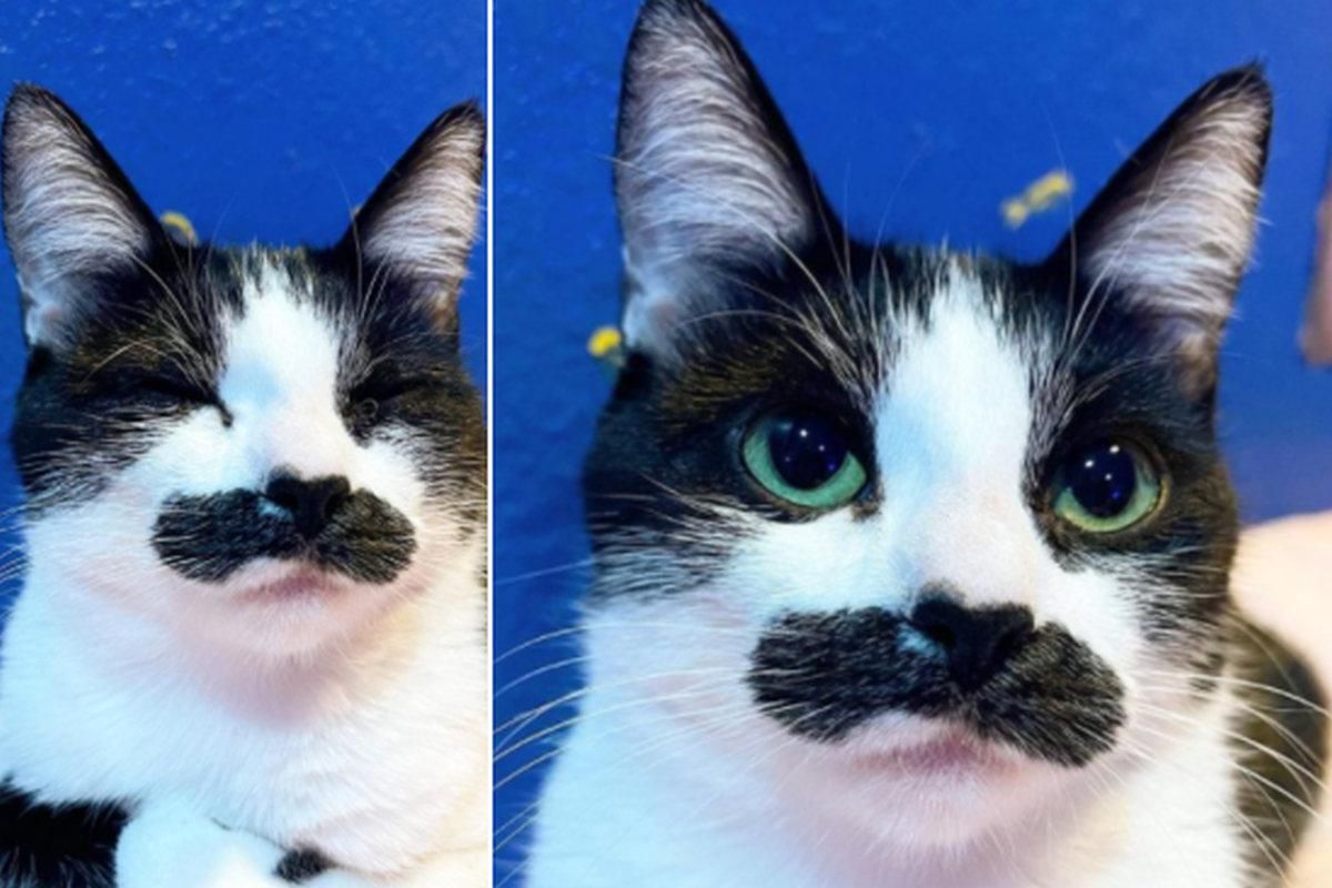 Un gato es furor en redes por su parecido a Freddie Mercury