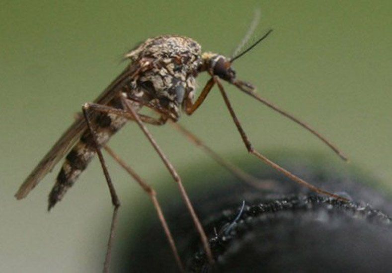 Dengue: Las autoridades nacionales dudan de la eficacia de la vacuna