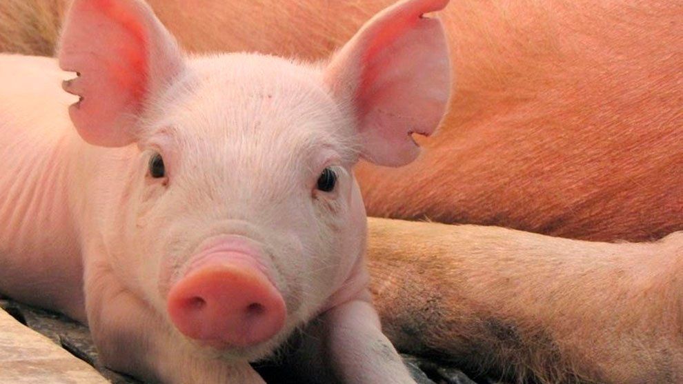 El Corazón Del Cerdo Está Cada Vez Más Cerca De Poder Ser Trasplantado A Los Humanos 