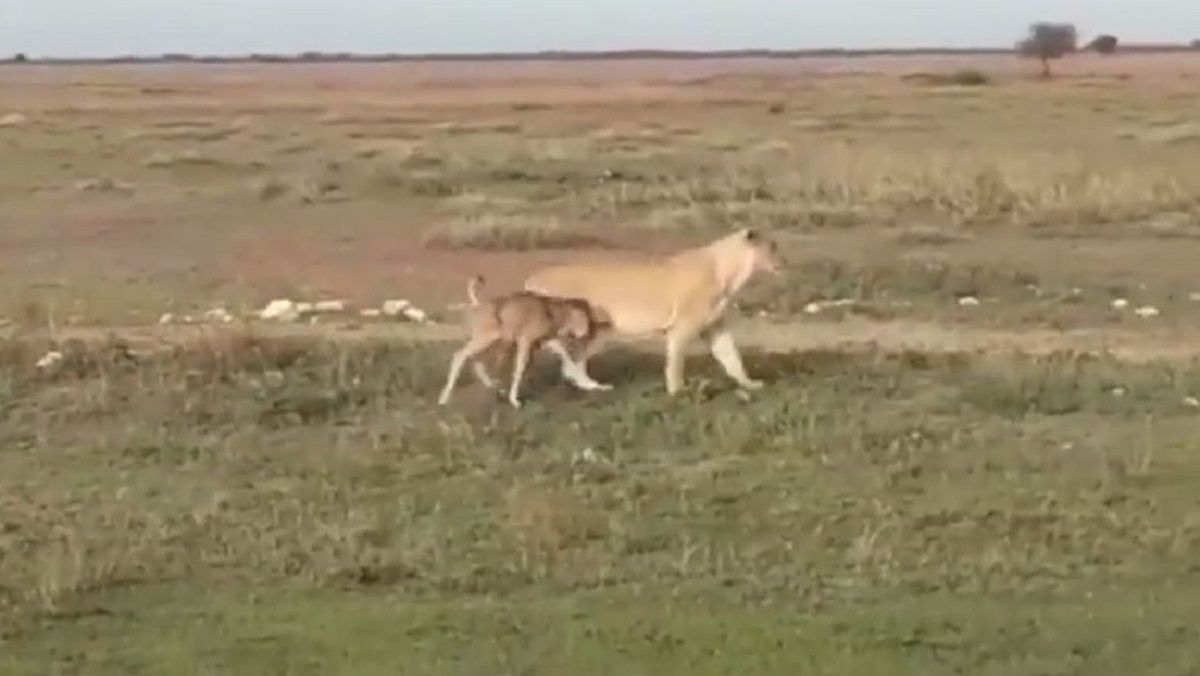 VIDEO: Una leona escolta a una cría de ñu hacia un lugar seguro
