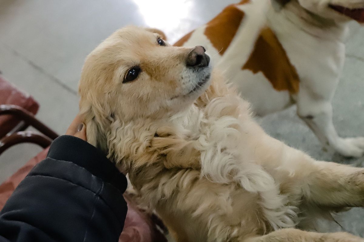 Se viene una campaña de vacuncación antirrábica para caninos y felinos
