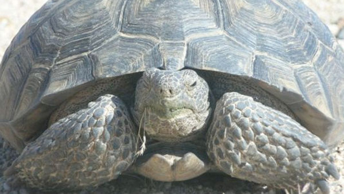 Muri Con 344 A os La Tortuga M s Vieja De frica