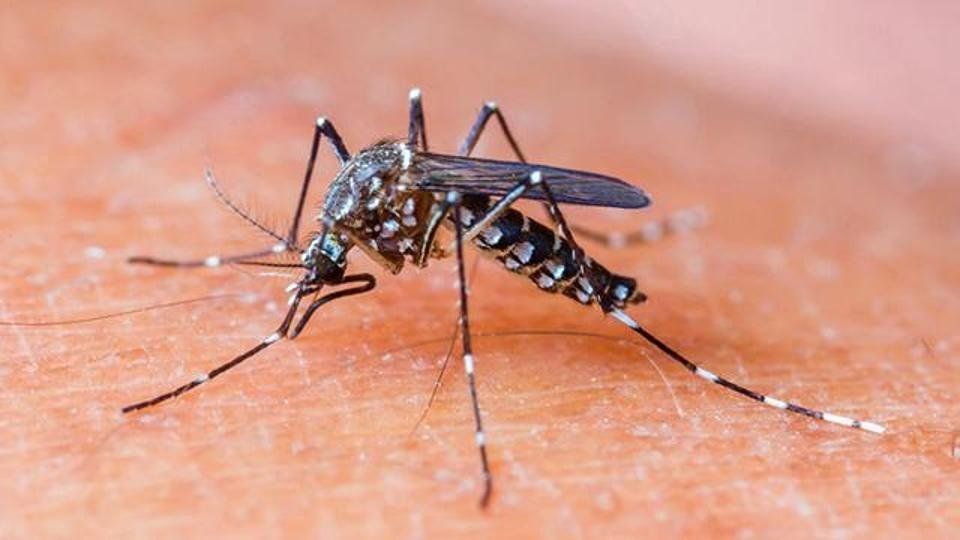 Encontraron una importante cantidad de criaderos de mosquitos del dengue y hay alerta