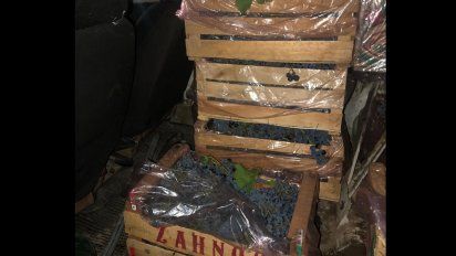 Cayeron dos sujetos por robar 144 kilos de uva en 25 de Mayo
