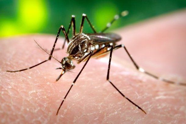 Ante un posible caso de dengue, pidieron una mayor prevención