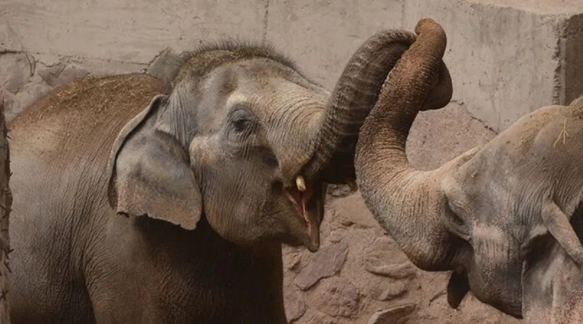 La elefanta Pocha y Guillermina llegaron al santuario en Brasil