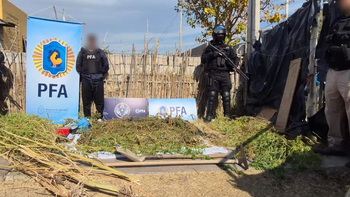Desbaratan un centro de cultivo de marihuana y secuestran más de 5 kilos de droga