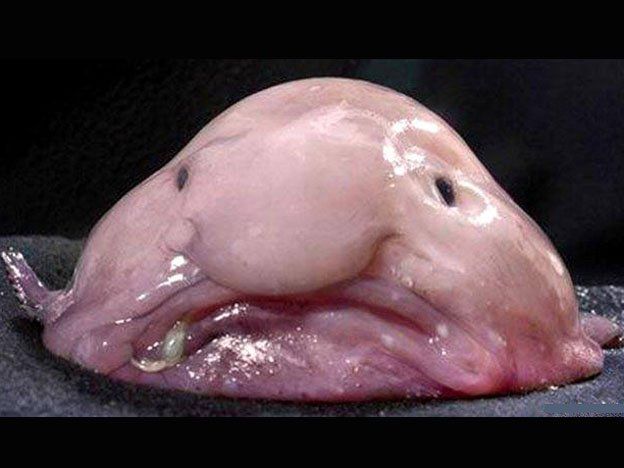 ¡Horrible, pobre! nombraron a este pez como la criatura más fea del mundo