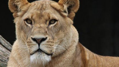 Un perro se defendió del ataque de una leona y sobrevivió.
