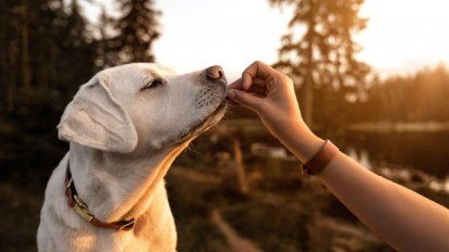 Consejos para prevenir el sobrepeso en tus mascotas