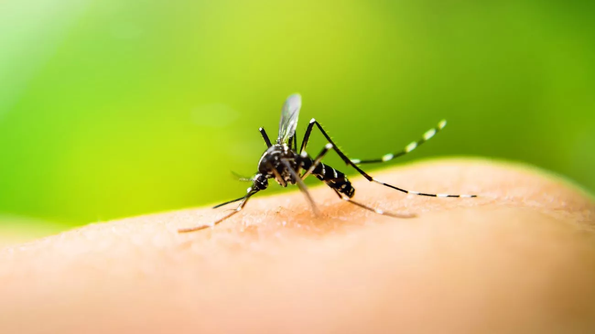 Son más de 56 mil los casos de dengue en todo el país
