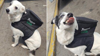 La perra delivery que se volvió viral por ayudar a un refugio de animales