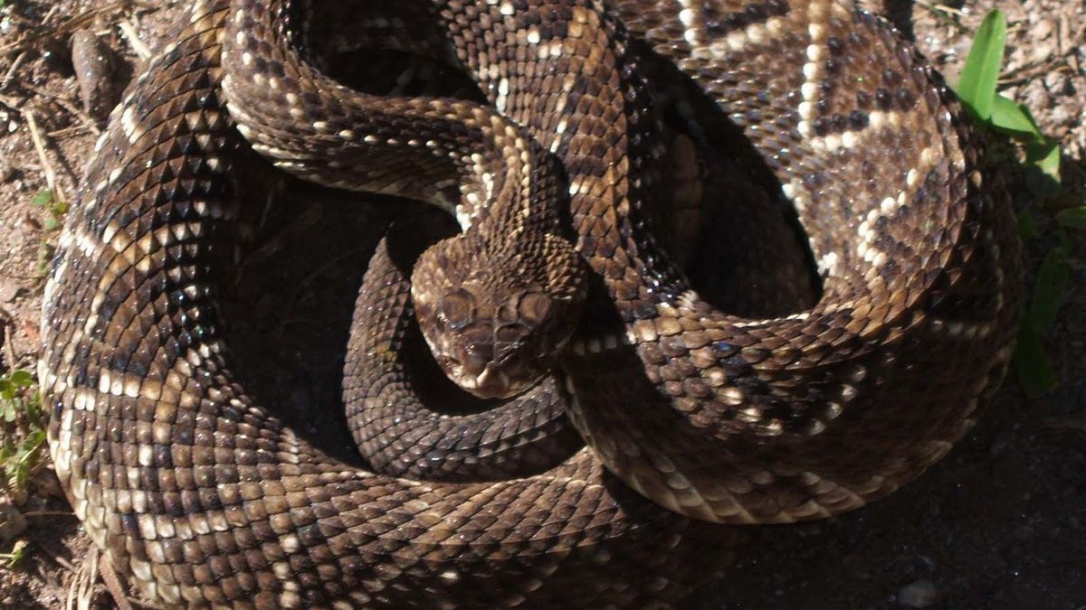 la mordedura de una serpiente de cascabel matará a un perro