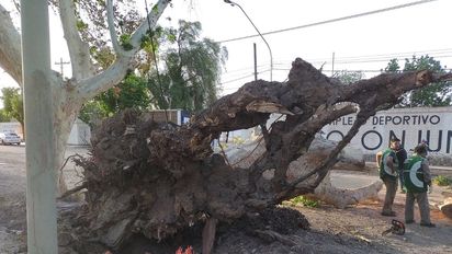 Un árbol cayó sobre dos autos producto del viento Sur. Foto: sanjuan8.com.