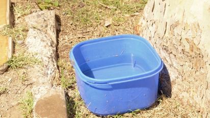 Dengue: cómo evitar los criaderos de mosquitos