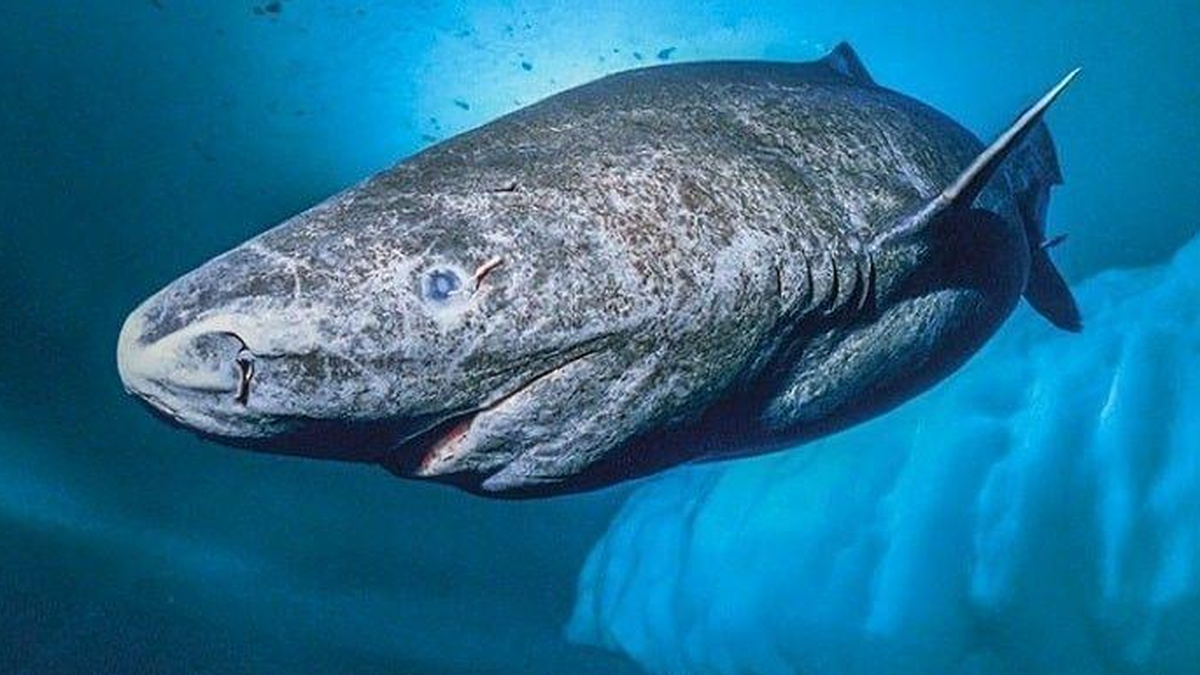 Hallaron al tiburón más viejo del mundo y tendría más de 500 años