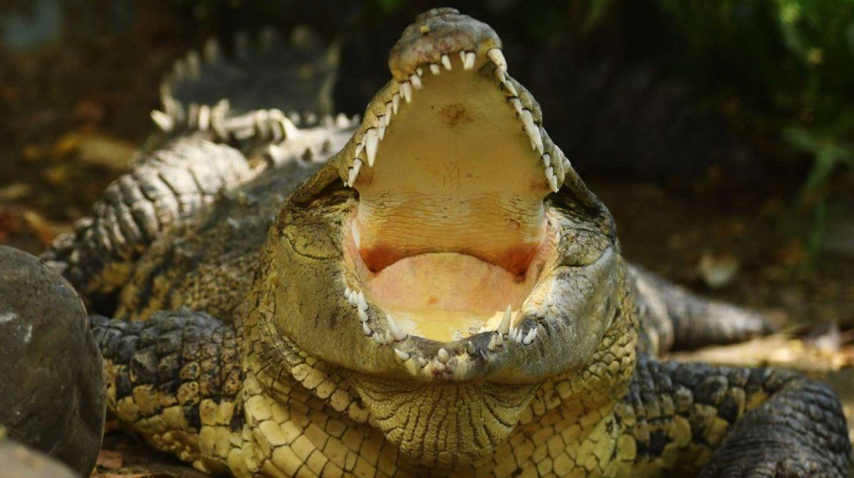 Un enorme cocodrilo atacó a un hombre en Australia