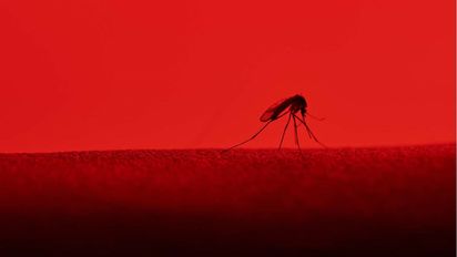 Aseguran que vestirse de rojo es un imán para los mosquitos